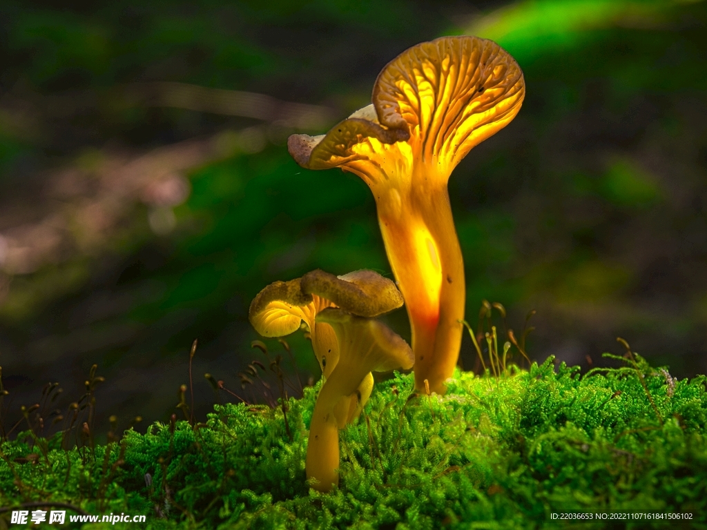 野生苔藓菌类蘑菇