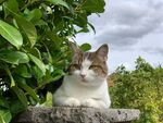 猫咪