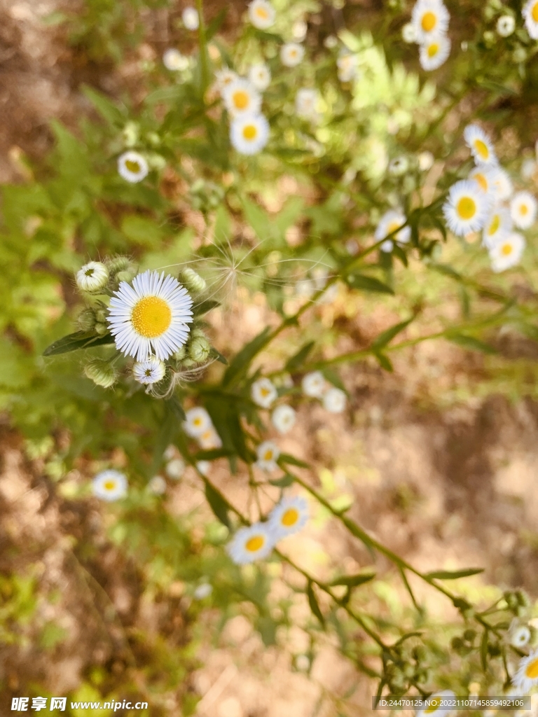 黄花细节图