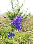 野生蓝雀花