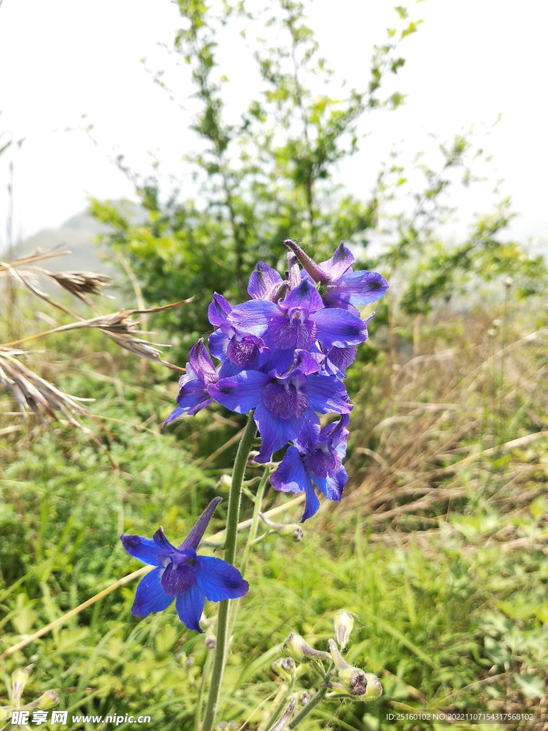 野生蓝雀花