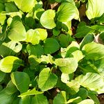 青菜