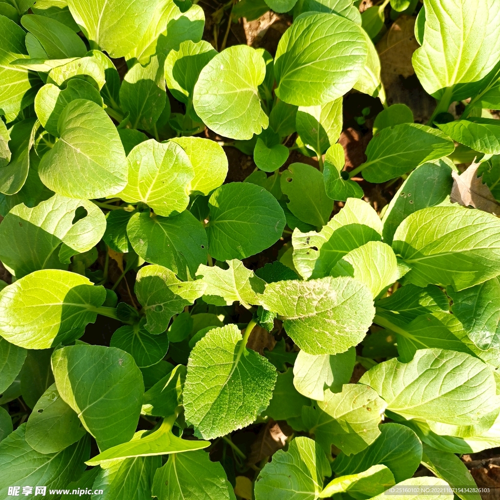 青菜