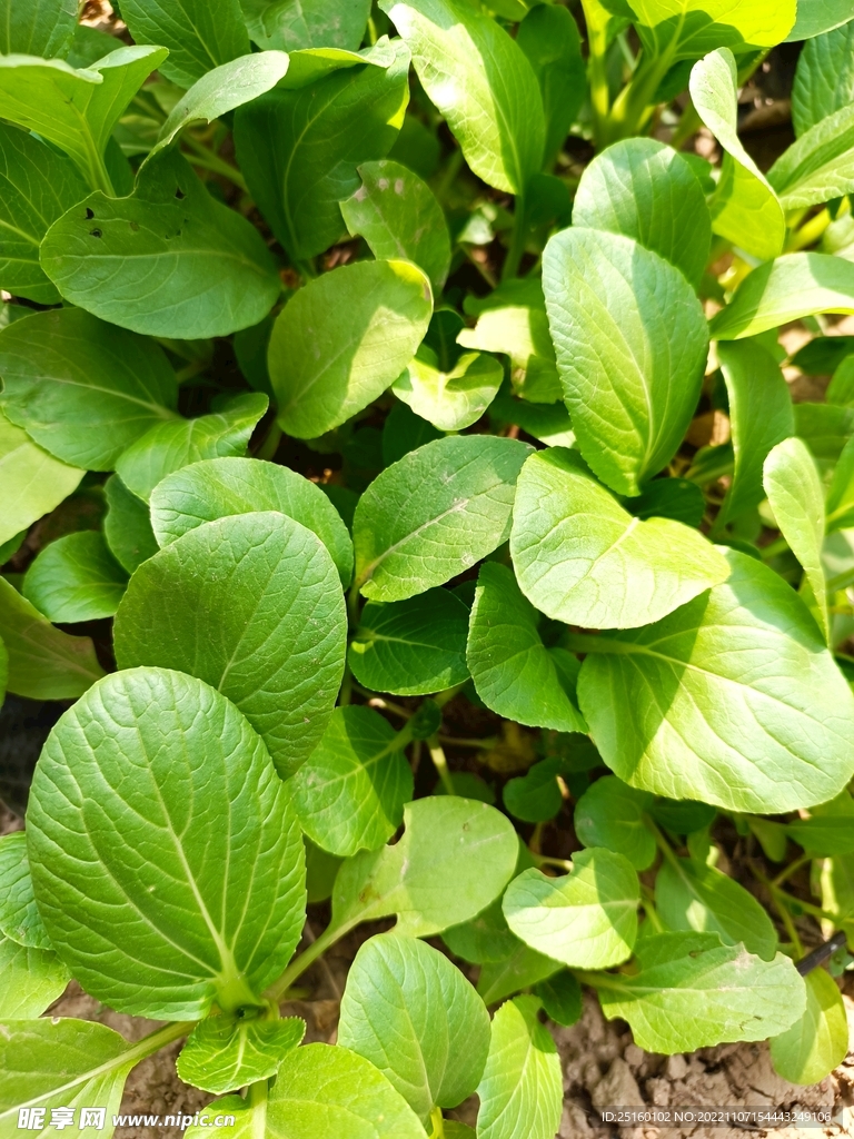 青菜