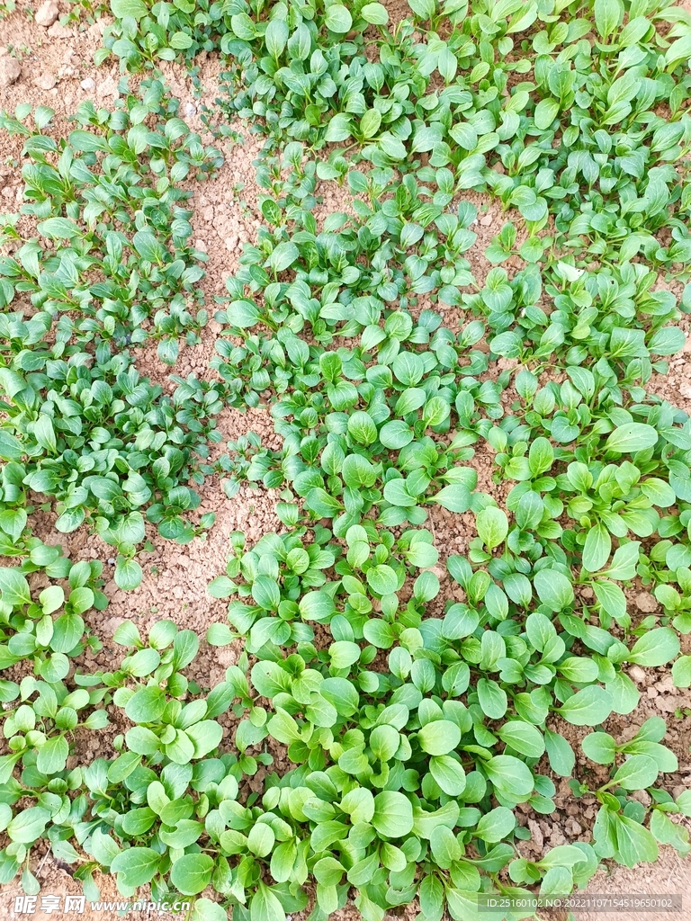青菜