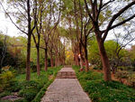 林间石板路