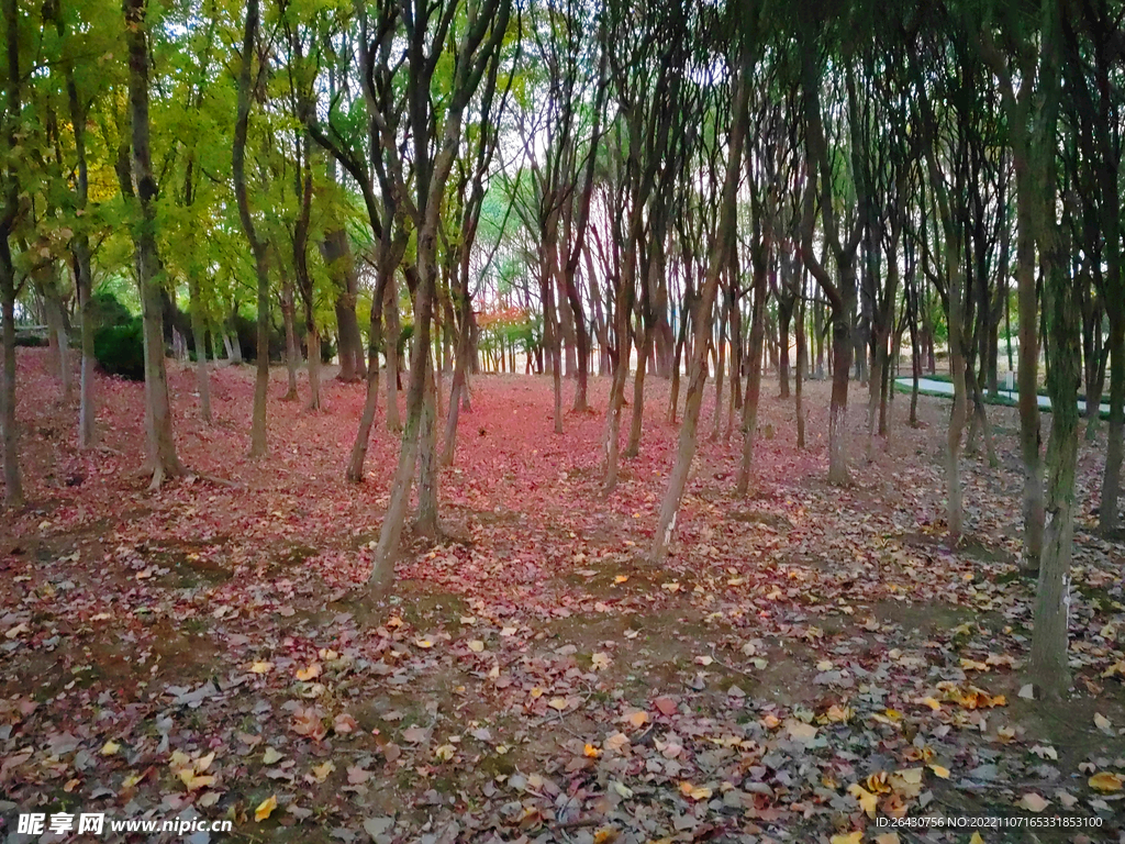 林间红色落叶