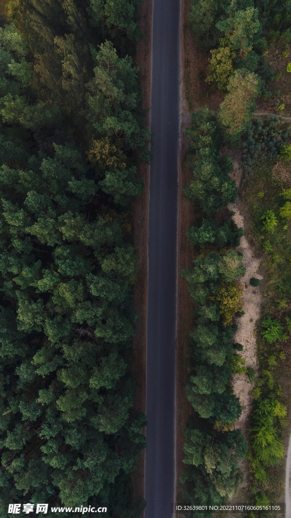 林中公路