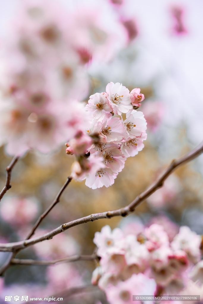 樱花