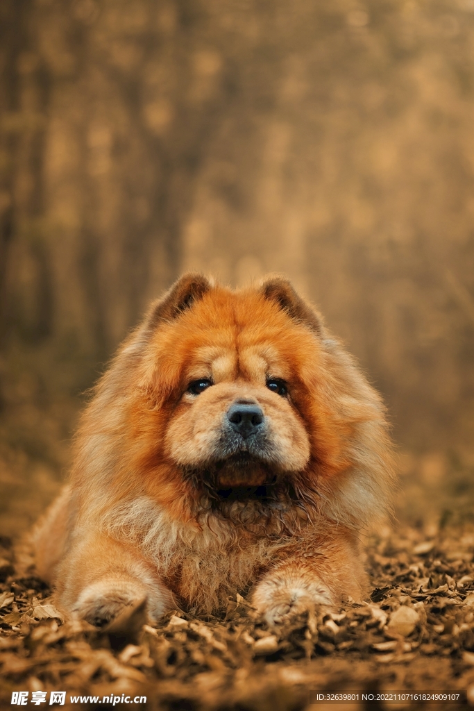 哈巴狗 
