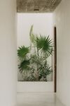 玄关绿植