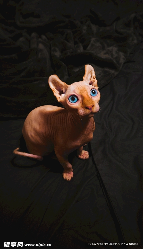 无毛猫