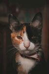 三花猫