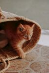 橘猫