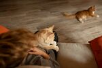 家猫