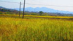  大米 水稻  田园风光 田野