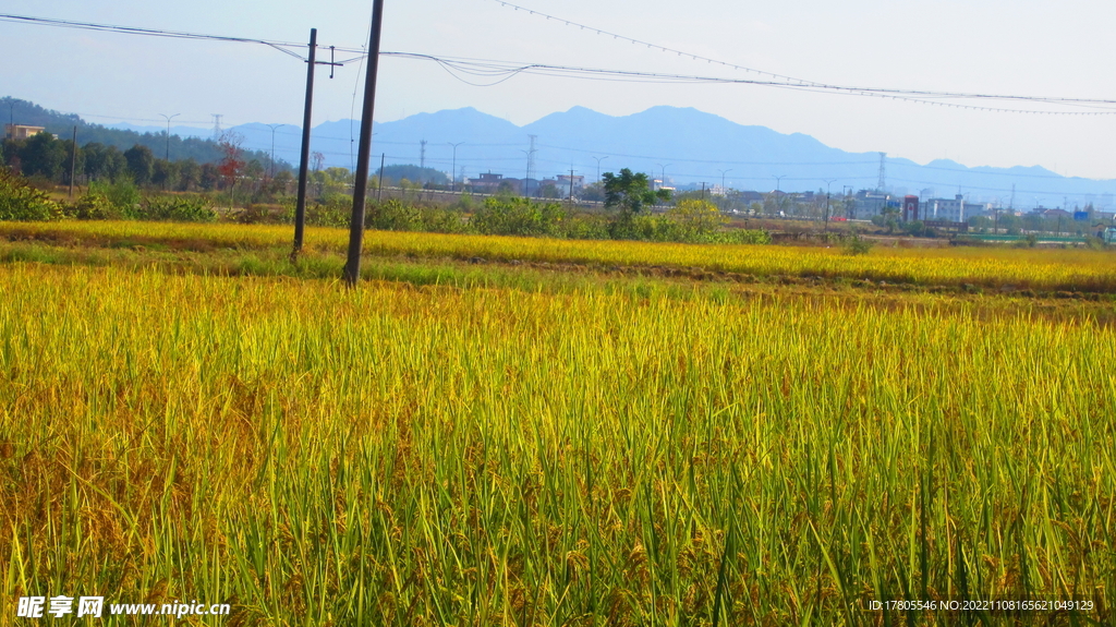  大米 水稻  田园风光 田野