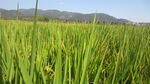  大米 水稻  田园风光 田野