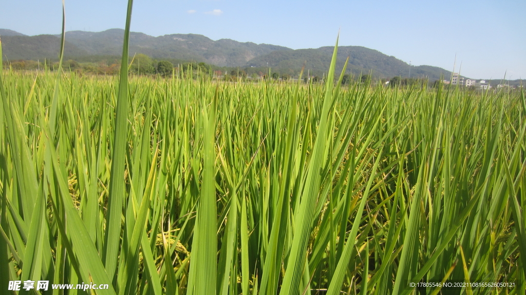  大米 水稻  田园风光 田野