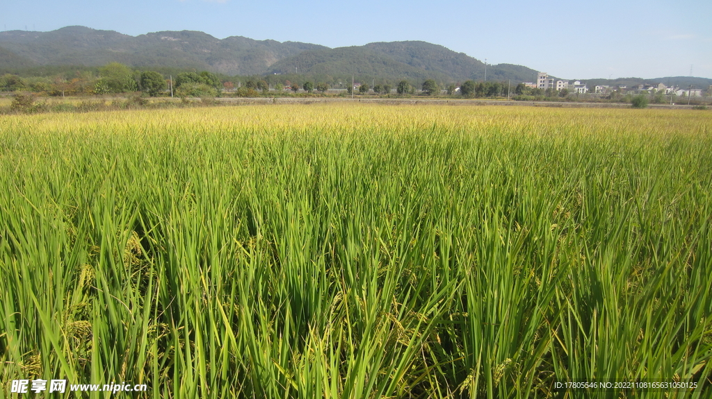  大米 水稻  田园风光 田野