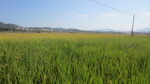  大米 水稻  田园风光 田野