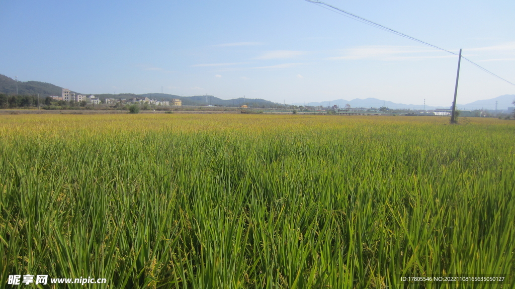  大米 水稻  田园风光 田野