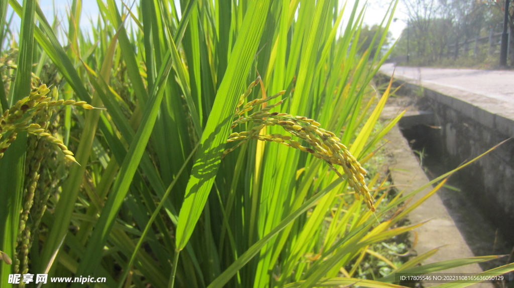  大米 水稻  田园风光 田野