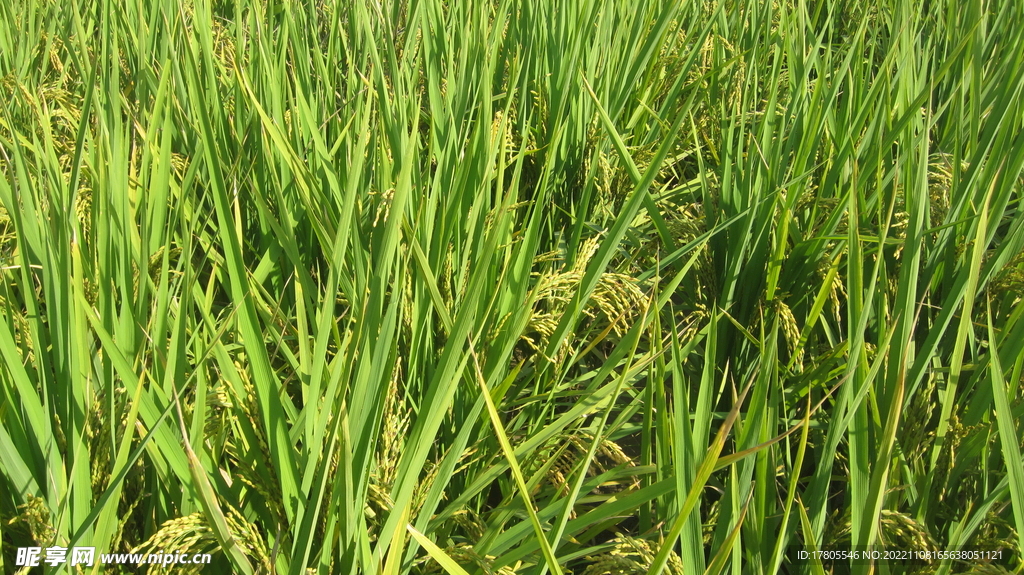  大米 水稻  田园风光 田野