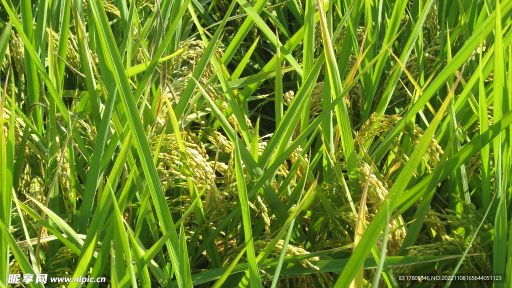  大米 水稻  田园风光 田野