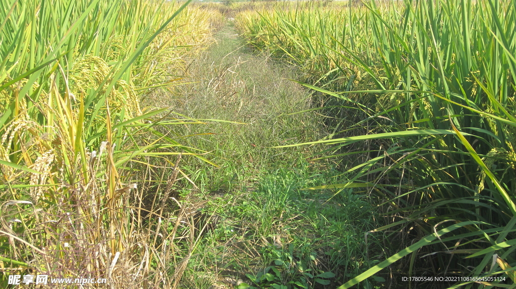  大米 水稻  田园风光 田野