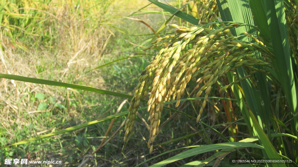  大米 水稻  田园风光 田野