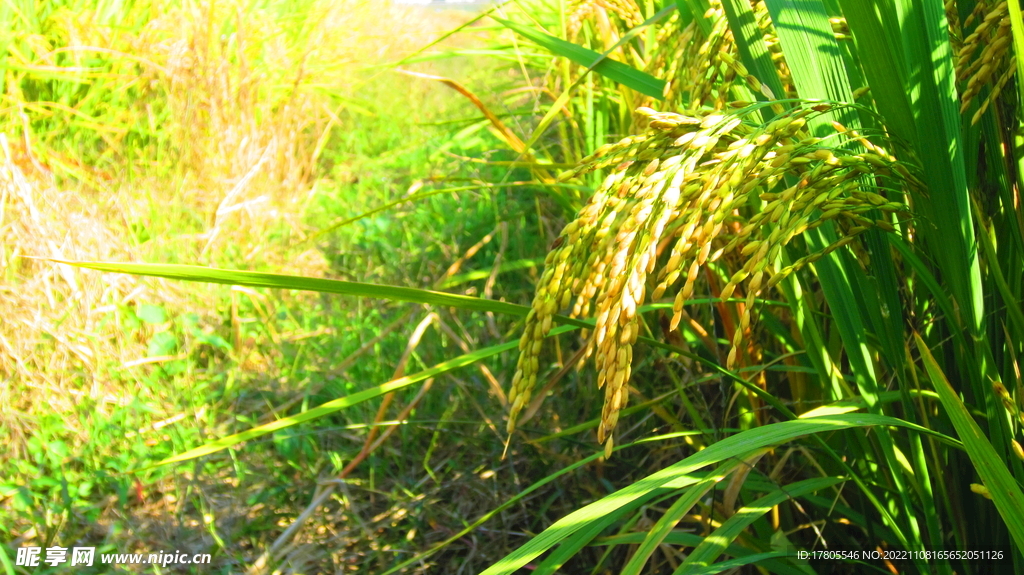  大米 水稻  田园风光 田野