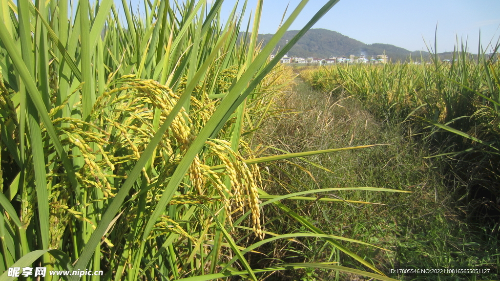  大米 水稻  田园风光 田野