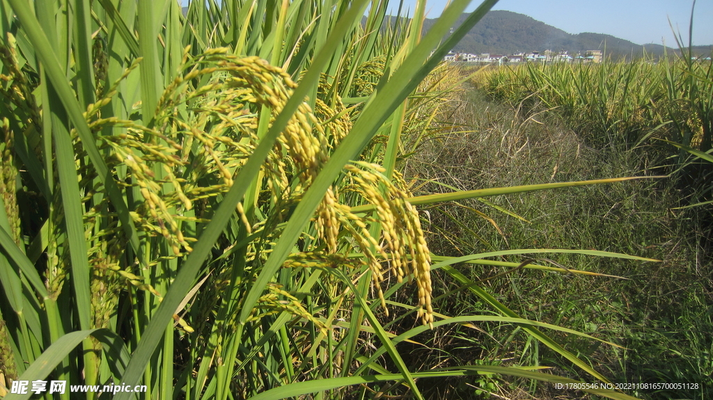  大米 水稻  田园风光 田野