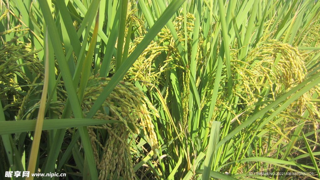  大米 水稻  田园风光 田野