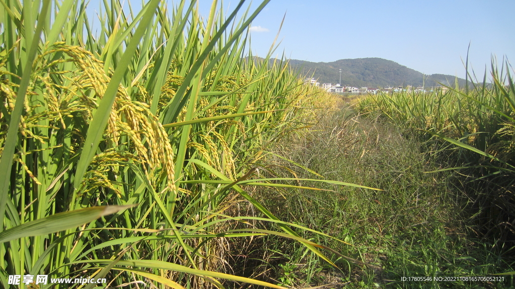  大米 水稻  田园风光 田野