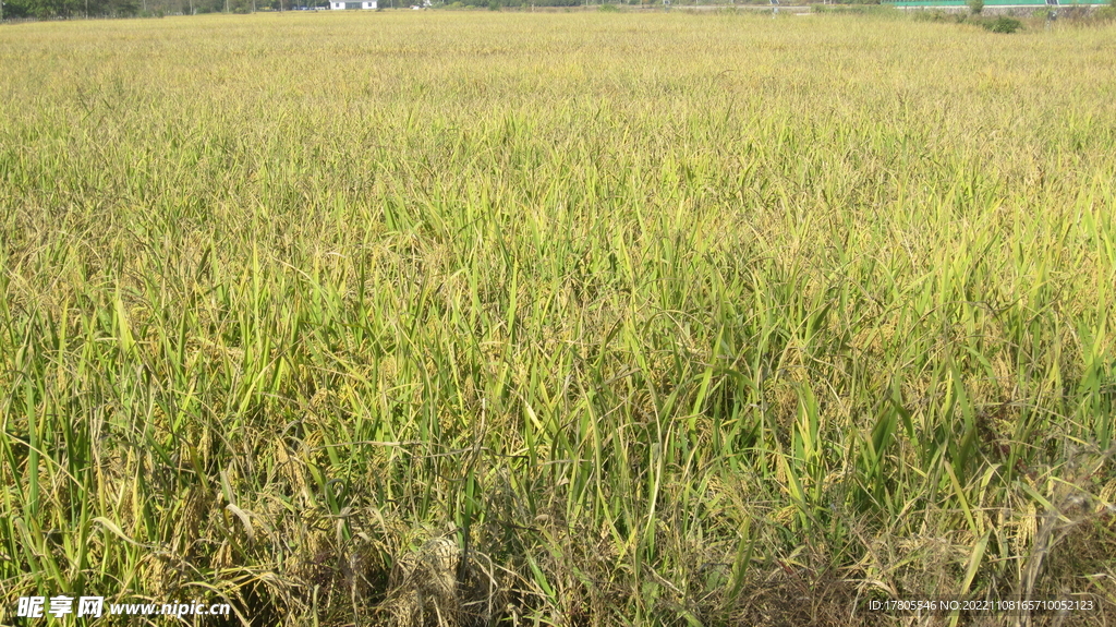  大米 水稻  田园风光 田野