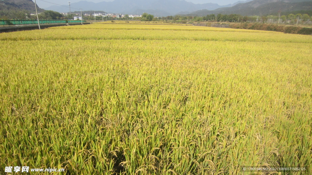  大米 水稻  田园风光 田野