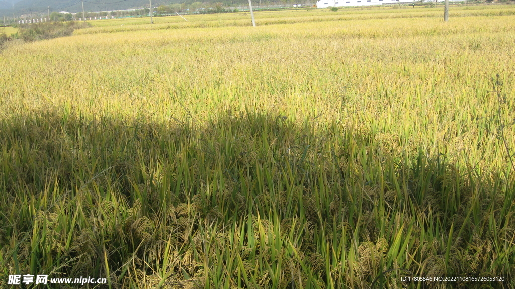  大米 水稻  田园风光 田野