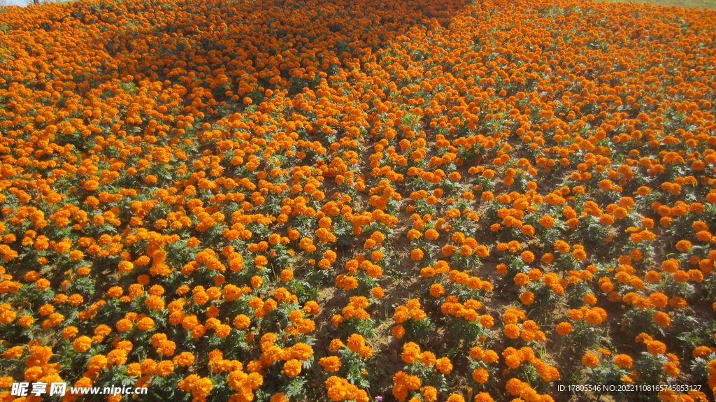 公园景观花 草地美景 红花绿草