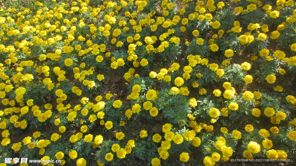 公园景观花 草地美景 红花绿草