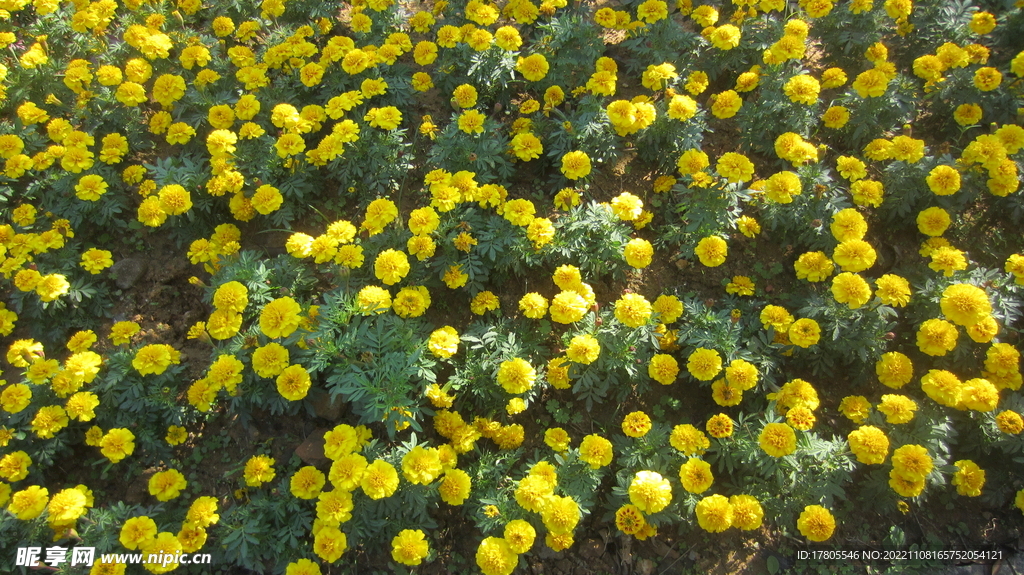 公园景观花 草地美景 红花绿草