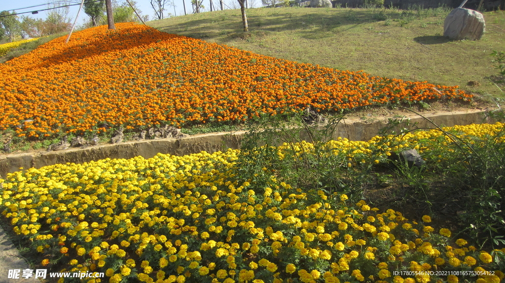 公园景观花 草地美景 红花绿草