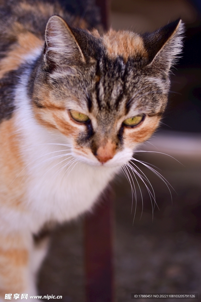 猫