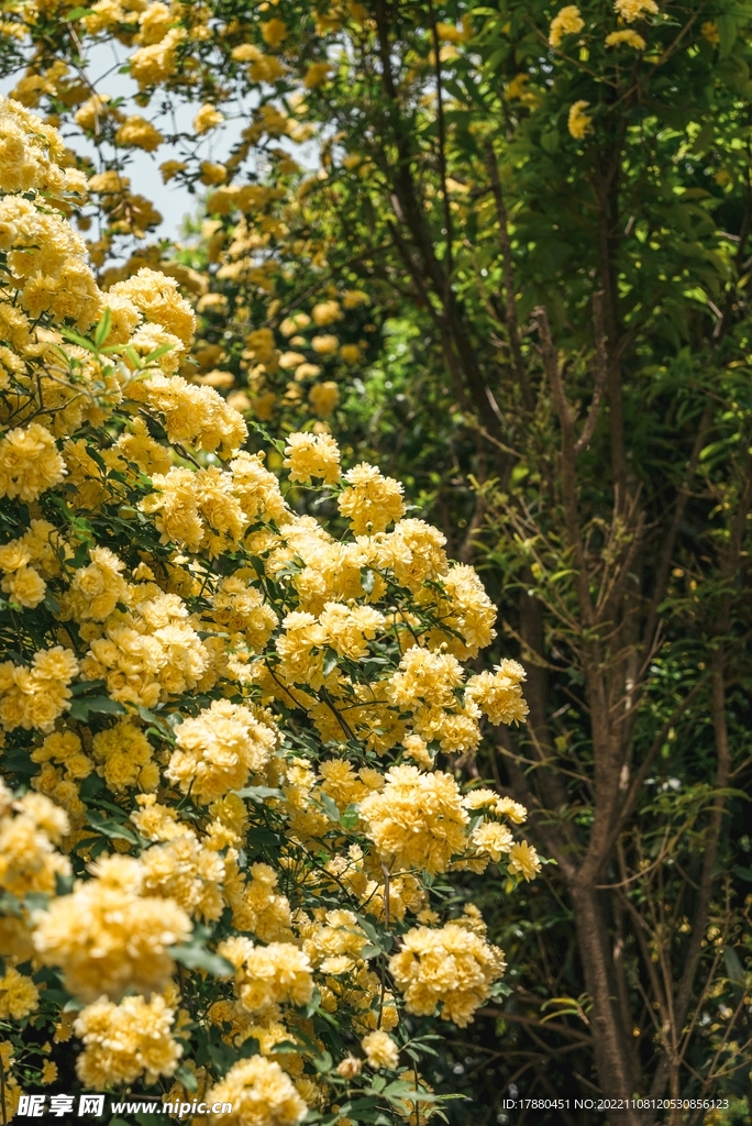 木香花