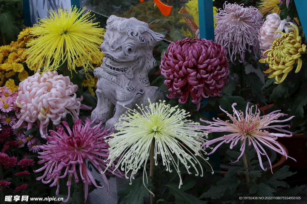 菊花 