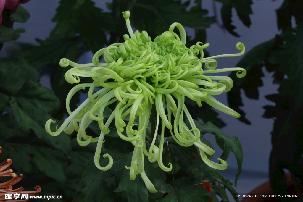 菊花 