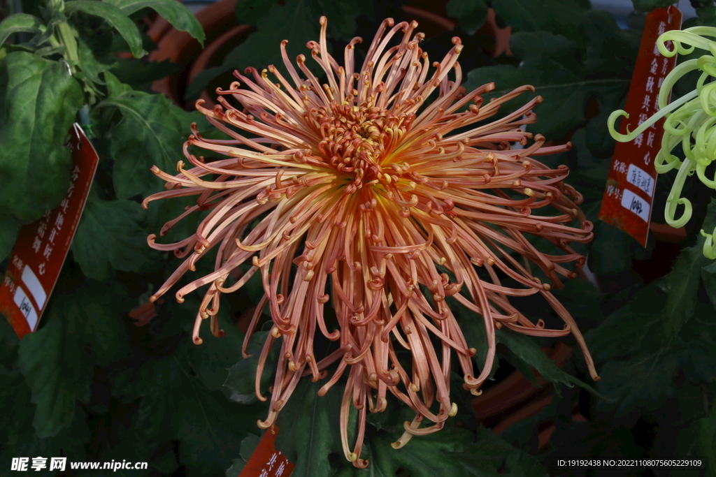 菊花 