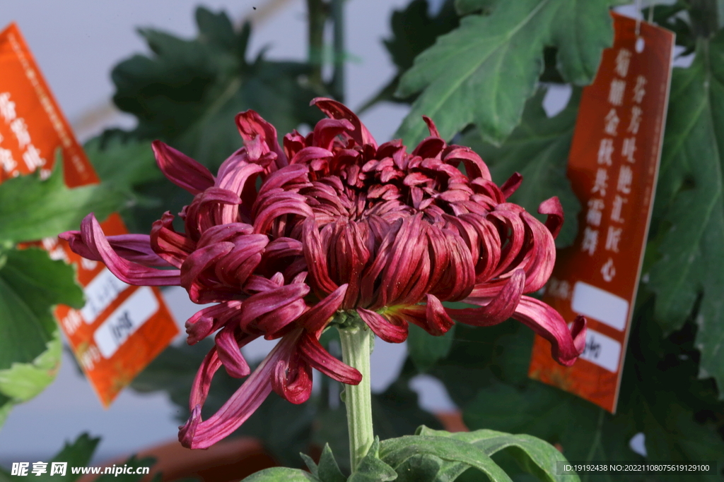 菊花 