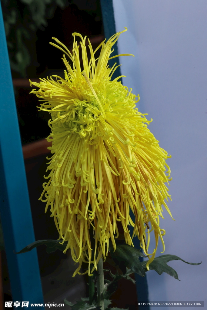 菊花